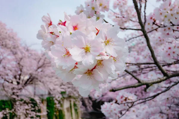 日本东京的樱花或樱花. — 图库照片