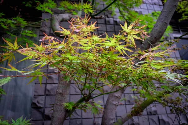 Чудове осіннє листя кленів у Японії.. — стокове фото