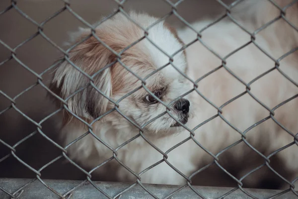 Cão bloqueado em uma gaiola, tom de cor vintage — Fotografia de Stock