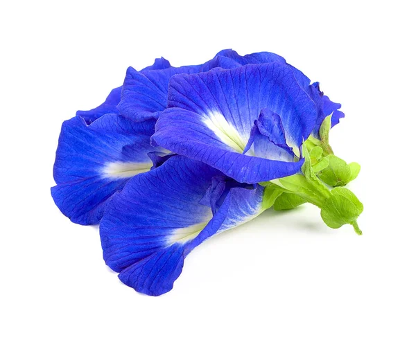 Flor de guisante mariposa sobre fondo blanco, Clitoria ternatea —  Fotos de Stock