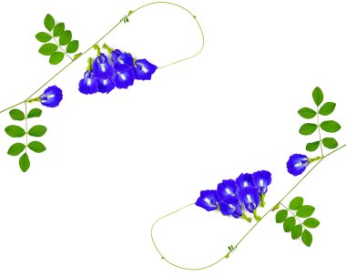 Beyaz arka planda kelebek bezelyesi çiçeği, klitoria ternatea. Buraya...