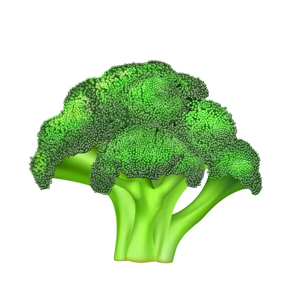 Groene kleur broccoli — Stockvector