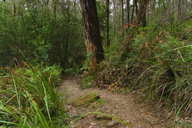 Uzun ağaçlar ve yabani yeşil bitkilerle çevrili yürüyüş yolu.