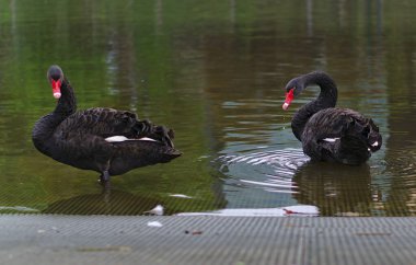 Suda kırmızı gagalı iki siyah kuğu.