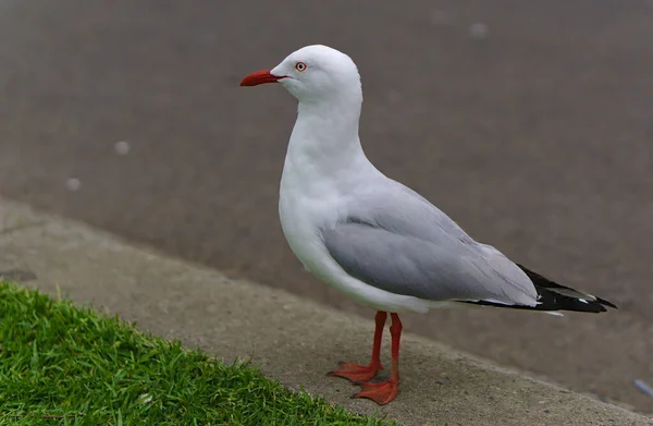 Seagull standing on asphalt — Stock Photo, Image