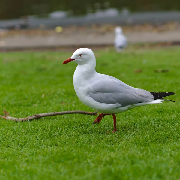 Seagull standing on green grass — Stock Photo, Image