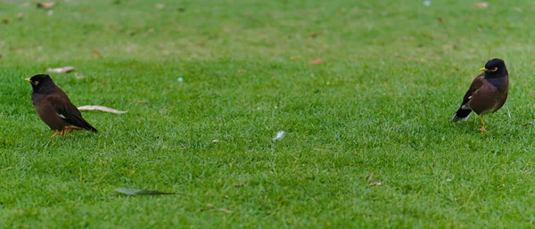 Две маленькие птички на зеленой траве — стоковое фото