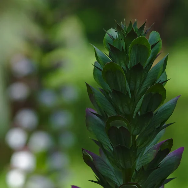 Folhas afiadas de planta de tremoço verde — Fotografia de Stock