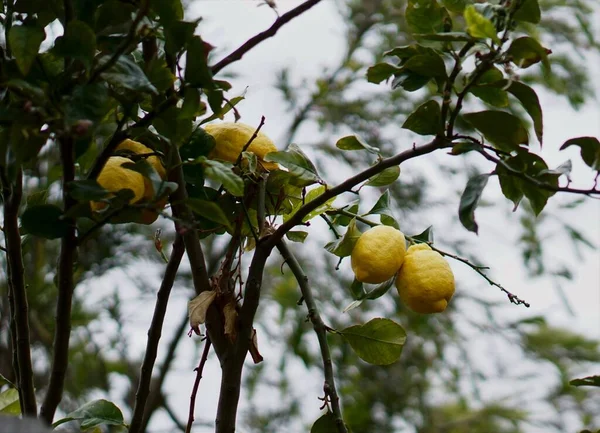 Limones todavía en el limonero — Foto de Stock