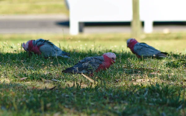 Galleta australiana loro cacatúa aves de pie sobre hierba verde —  Fotos de Stock