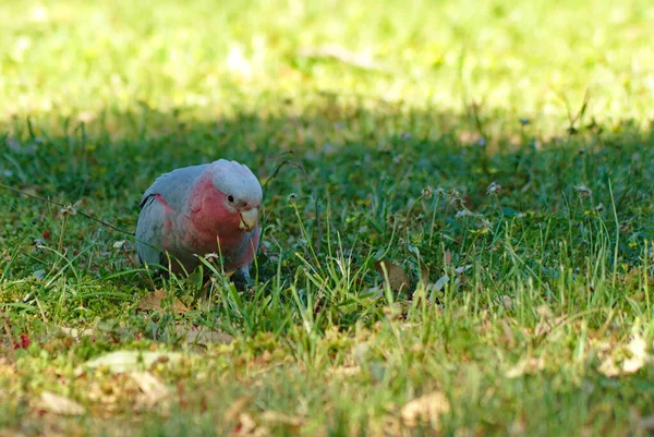 Australian Galah parrot cacatúa pájaro de pie sobre hierba verde —  Fotos de Stock