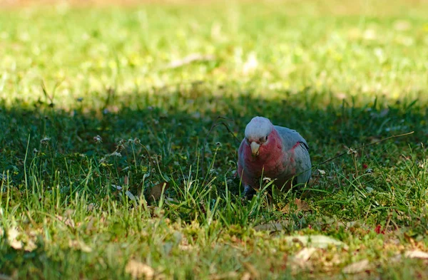 Australische Galah papegaai kaketoe vogel staande op groen gras — Stockfoto