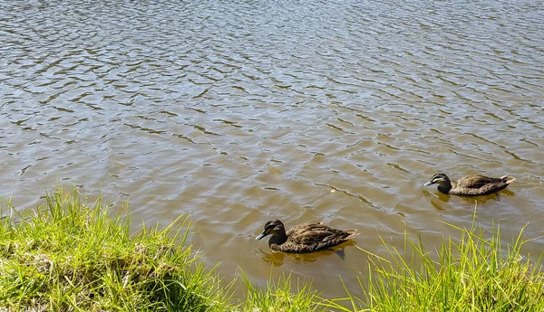 Утки в озере вокруг дикой травы — стоковое фото