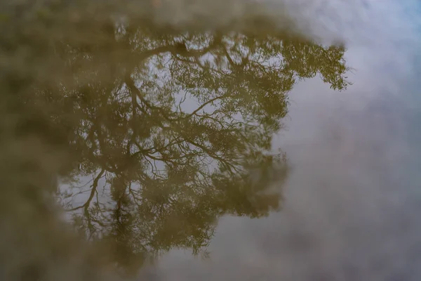 Riflesso di albero su acqua sporca su terreno — Foto Stock