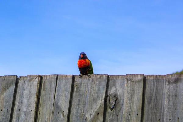 Bunter Sittich-Vogel und blauer Himmel — Stockfoto