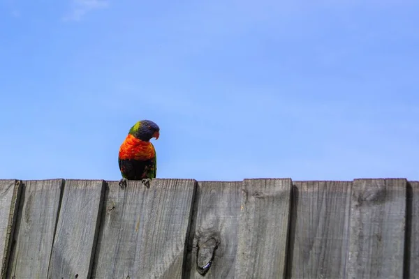 Colorful parakeet bird and pale bright sky — Stock Photo, Image
