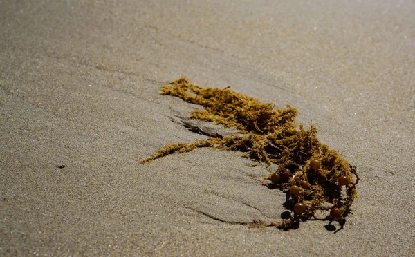 Wild grass that looks like creature hair on sand — Stock Photo, Image