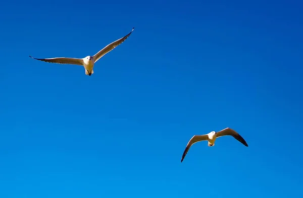 Due gabbiani che volano con il cielo blu sullo sfondo — Foto Stock