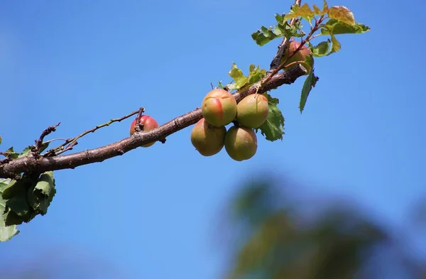 Ciruelas sobre ciruelo — Foto de Stock