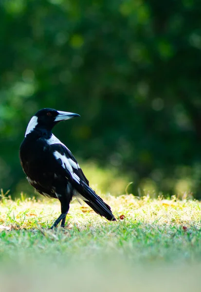 Pájaro urraca australiano en color blanco y negro —  Fotos de Stock