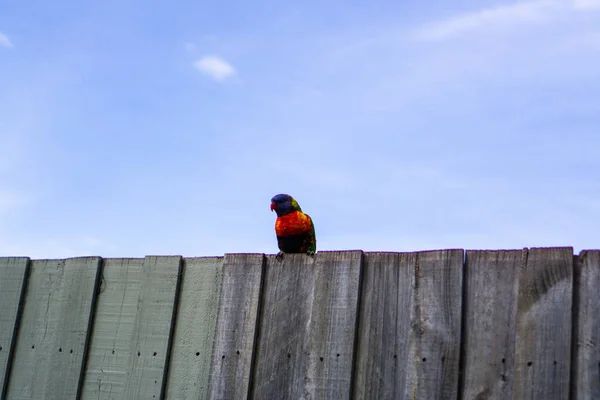 Periquito colorido em pé na cerca de madeira — Fotografia de Stock