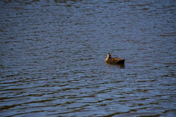 Oddalony Widok Kaczki Pływającej Samotnie Zwrócony Tyłem Kierunku Jazdy — Zdjęcie stockowe