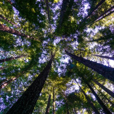 Arka planda soluk mavi gökyüzü olan yüksek ağaçların alt görünümü
