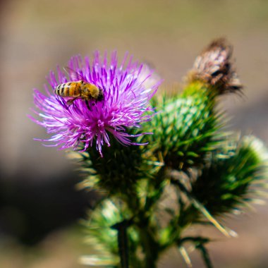 Sarı arının, tozlaşan mor çiçeğin yakın görüntüsü