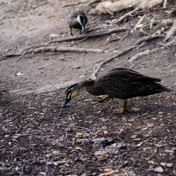 Nahaufnahme Der Ente Auf Der Suche Nach Nahrung Boden — Stockfoto