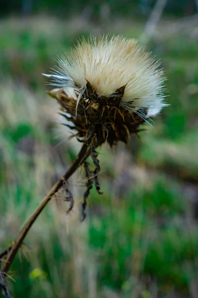 Widok Bliska Kwiat Ostrokrzewu — Zdjęcie stockowe