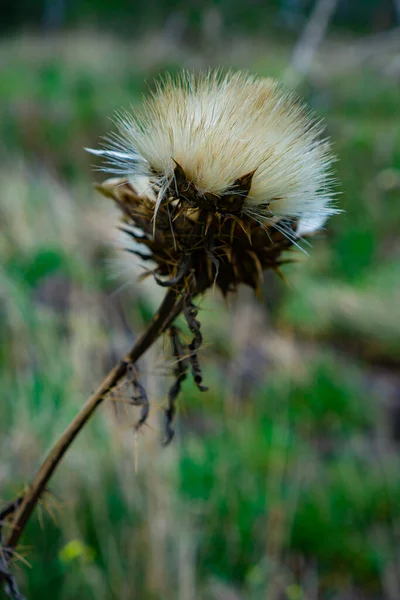 Close Visning Hvid Tistel Blomst Plante - Stock-foto