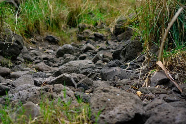 Chemin Randonnée Avec Des Pierres Des Plantes Sauvages — Photo