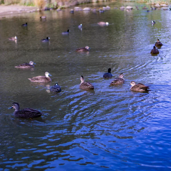 Grupo Patos Nadando Azar Río Durante Día — Foto de Stock