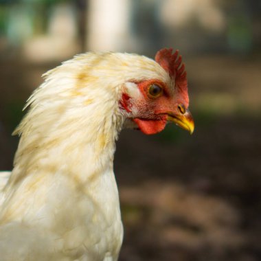 Horozun kafasının sağa dönüşünün arka görüntüsü