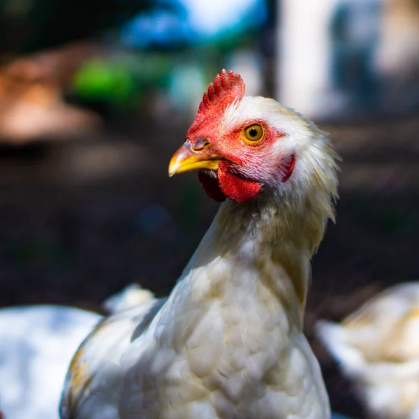 Horozun kafasının sol tarafa dönüşünü kapat.