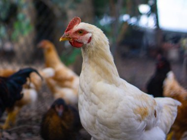 Sağ tarafına bakan beyaz renkli horozun yan görüntüsü