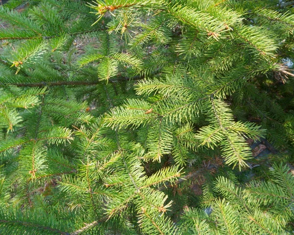 Grüne Stachelige Zweige Von Tanne Oder Kiefer — Stockfoto