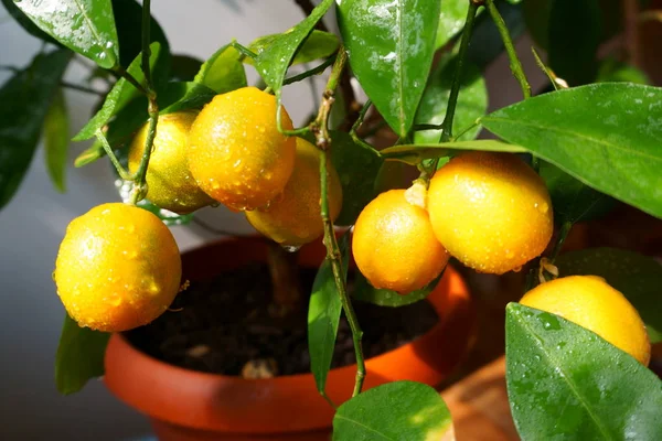 Odla Mandarin Apelsiner Citrus Reticulata Inomhus Stockbild