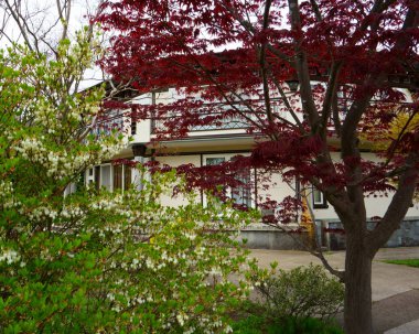 Evin etrafında çalılar ve ağaçlar var. Peyzaj