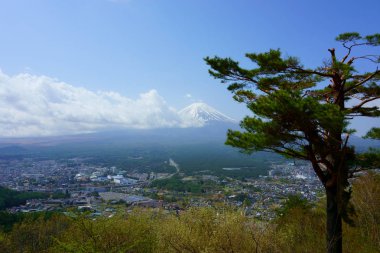 Güzel manzara eski çam ve Fuji Dağı, Japonya 'nın TPleasama Dağı' nın tepesinden arka plan manzarası