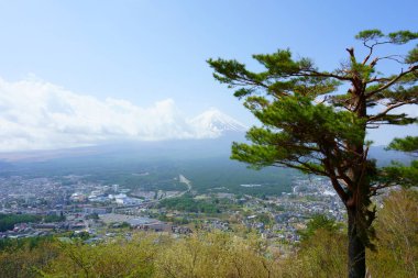 Güzel manzara eski çam ve arkada Fuji Dağı, Japonya