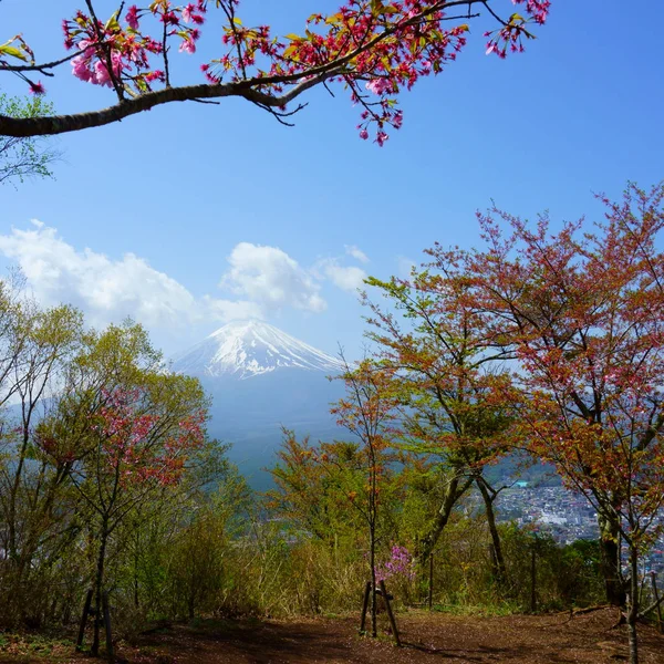 후지산은 정상에서 바라본 풍경이다 일본의 아름다운 사쿠라 나무와 관목의 가지들 — 스톡 사진