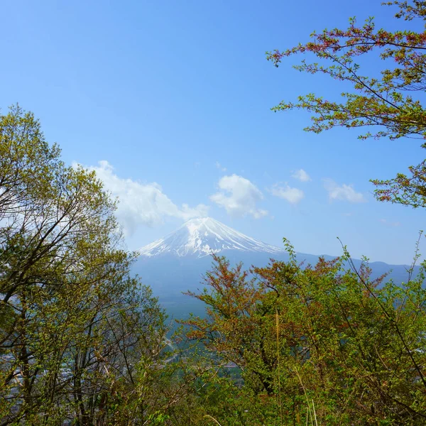 후지산은 정상에서 바라본 풍경이다 일본의 아름다운 나뭇가지와 — 스톡 사진