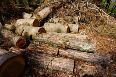 Rüzgarla kırılan ağaçları kes. Yakacak odun kesiyorum. Orman temizliği