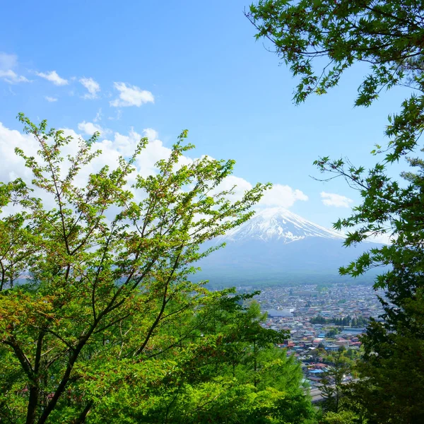 混合林 日本の風景 山梨県富士吉田市 背景に富士山 — ストック写真
