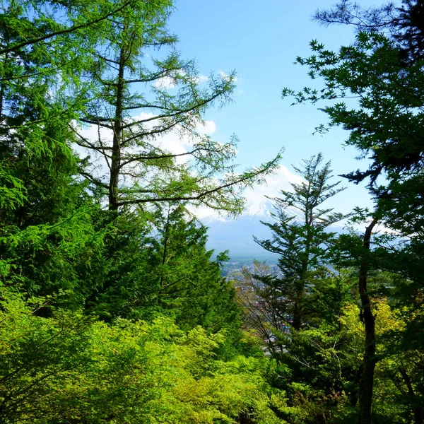 Mixed forest. Japanese landscape, Yamanashi Prefecture. Mountain Fujiyama in the background