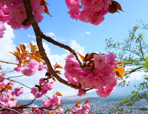 Japanese landscape. Cherry blossoms, Japanese sakura. Mountain Fuji in the background