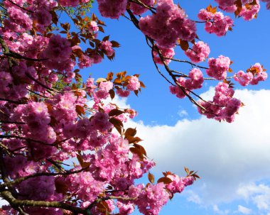Çiçek açan kiraz, pembe çiçekler Japon Sakura 'sı mavi gökyüzüne karşı
