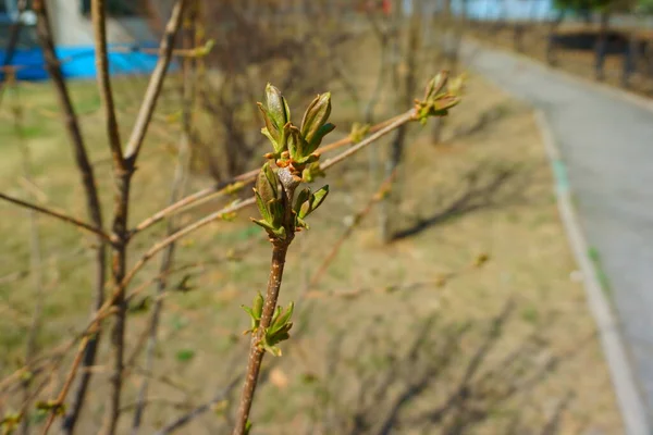 Początek Wiosny Pierwsze Pąki Wiosny Liść Gałęzi — Zdjęcie stockowe