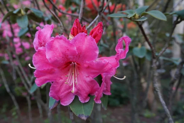 Eine Rosa Azaleen Blüte Großaufnahme Frühlingszeit — Stockfoto